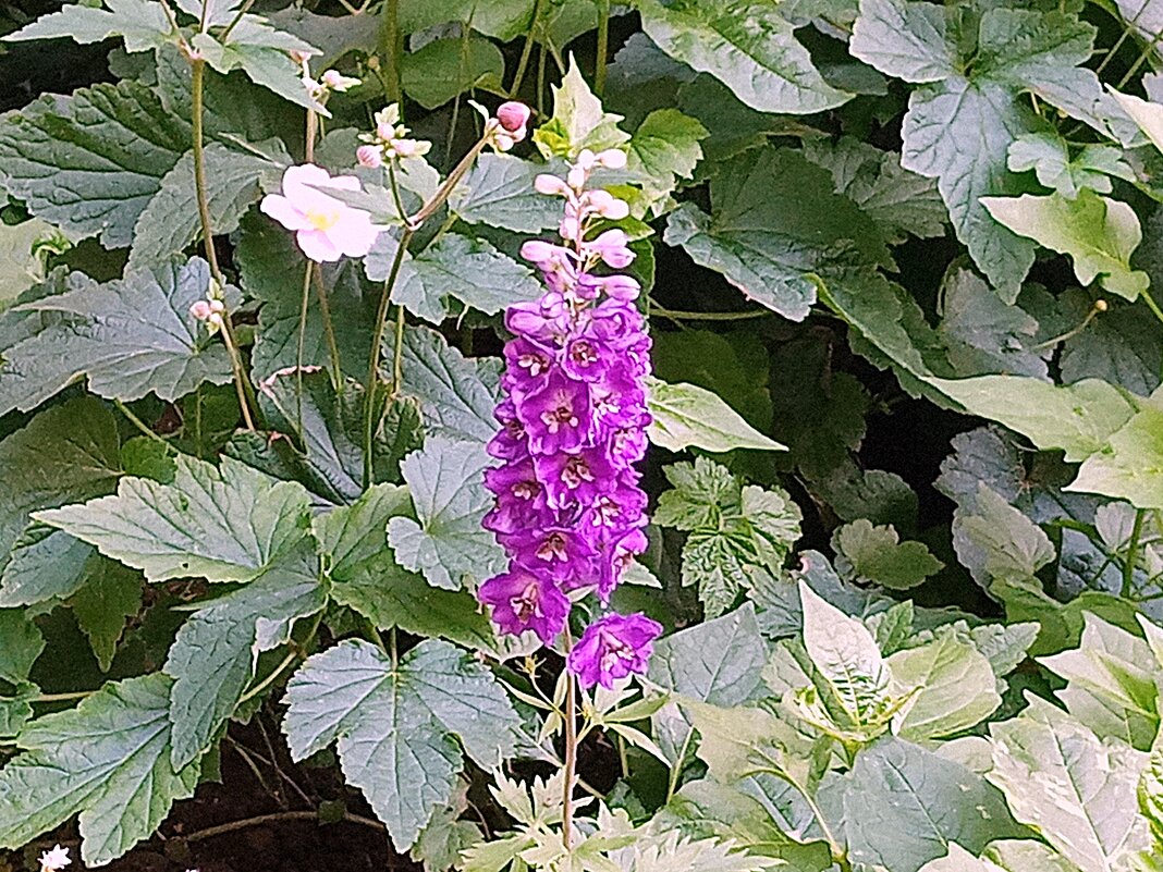 Цветы. - Владимир Драгунский Цветы. - Владимир Драгунский