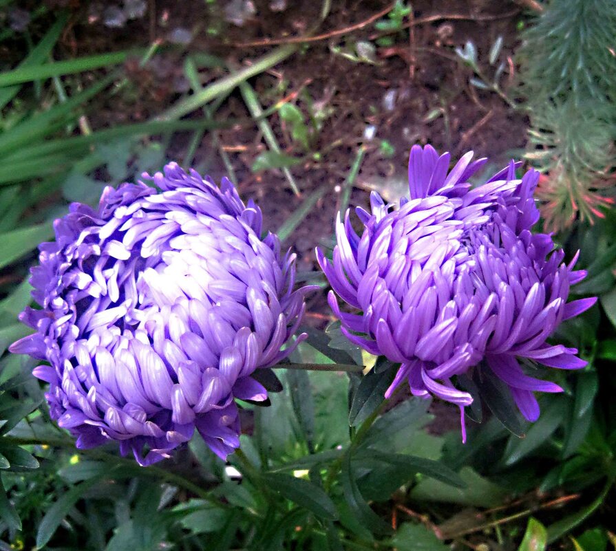 Двое - Елена Семигина