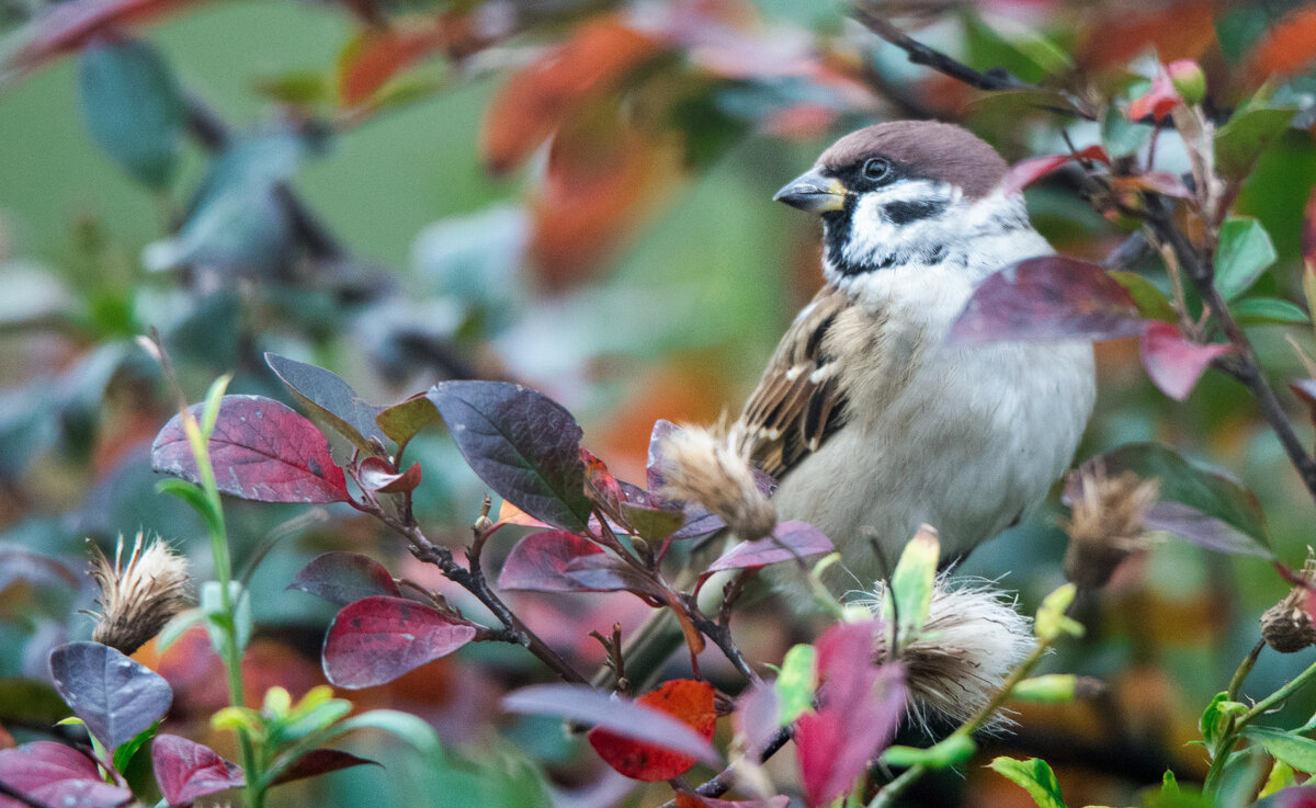 Воробей и осень. - Владимир Безбородов