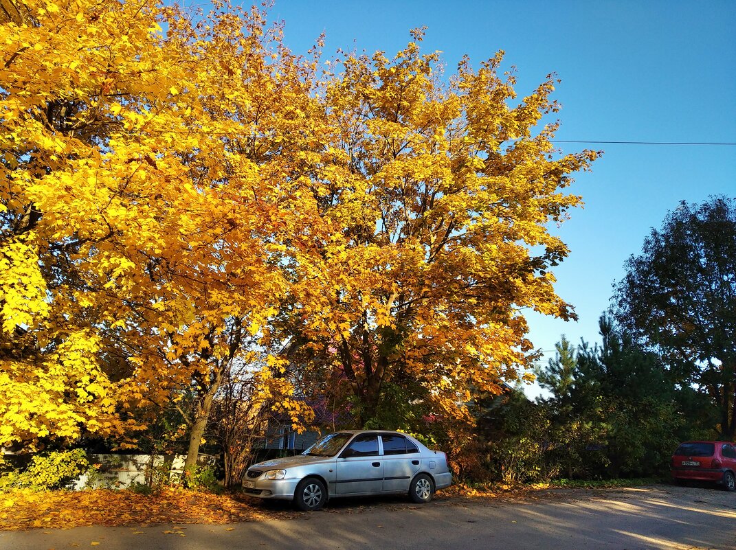 Золотой осенью - Елена Семигина
