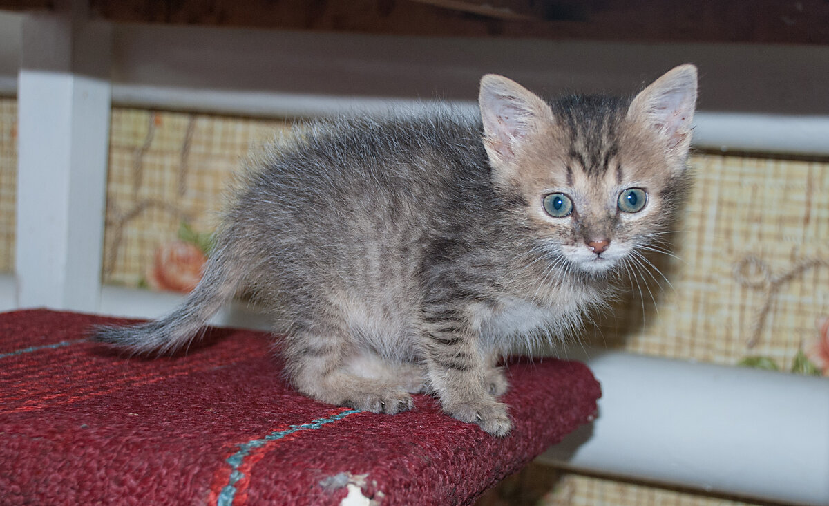 Мурзик - Владимир Иванович Мурзик - Владимир Иванович