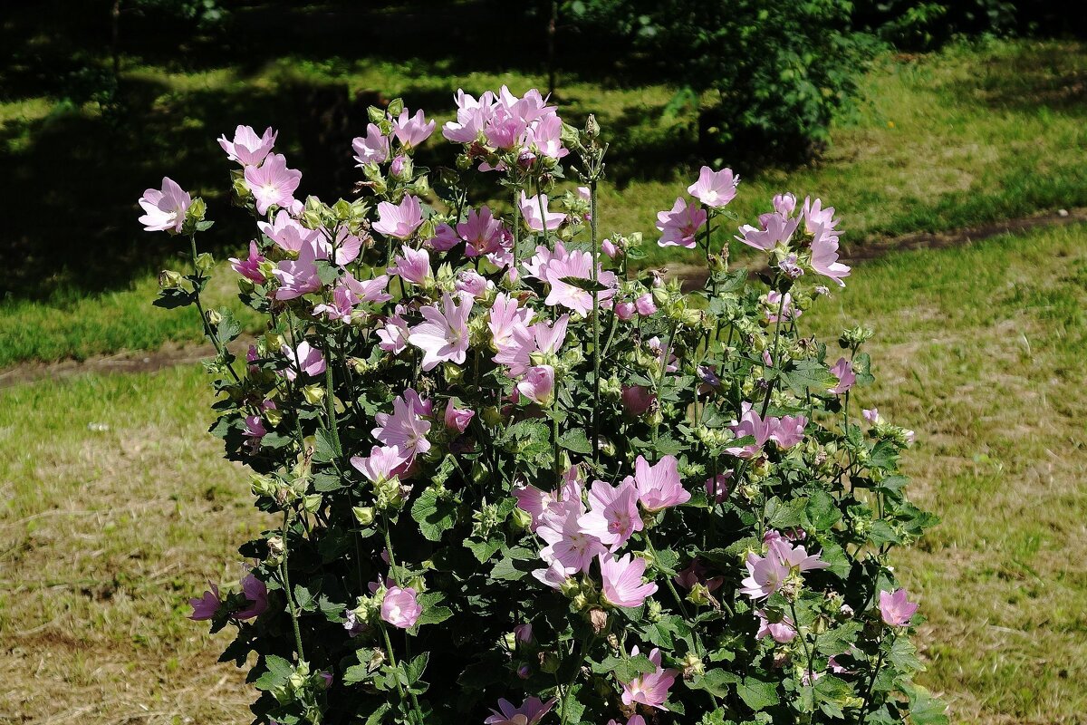 Мальва мускусная - Рита Симонова