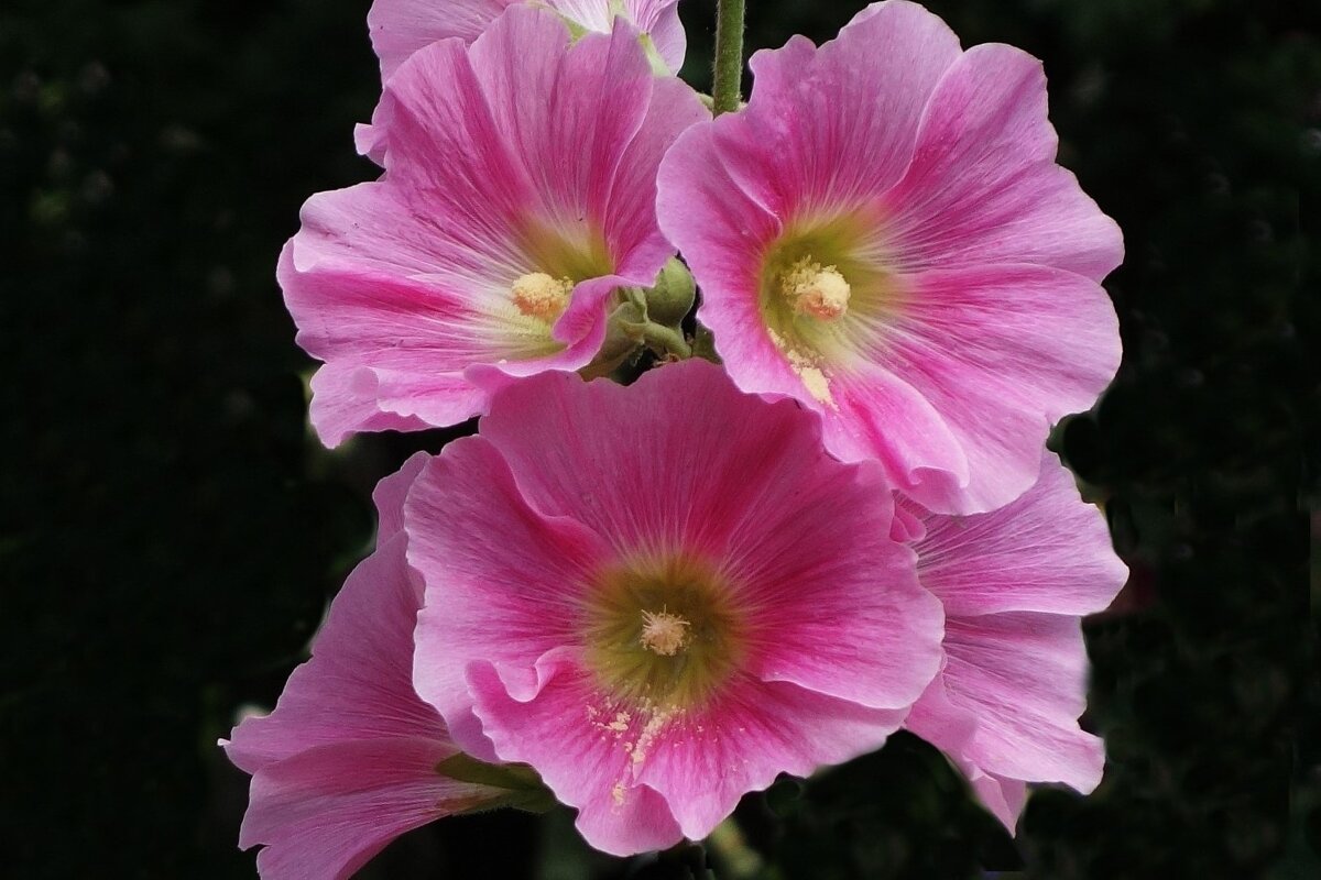 Мальва (шток-роза) - Рита Симонова Мальва (шток-роза) - Рита Симонова