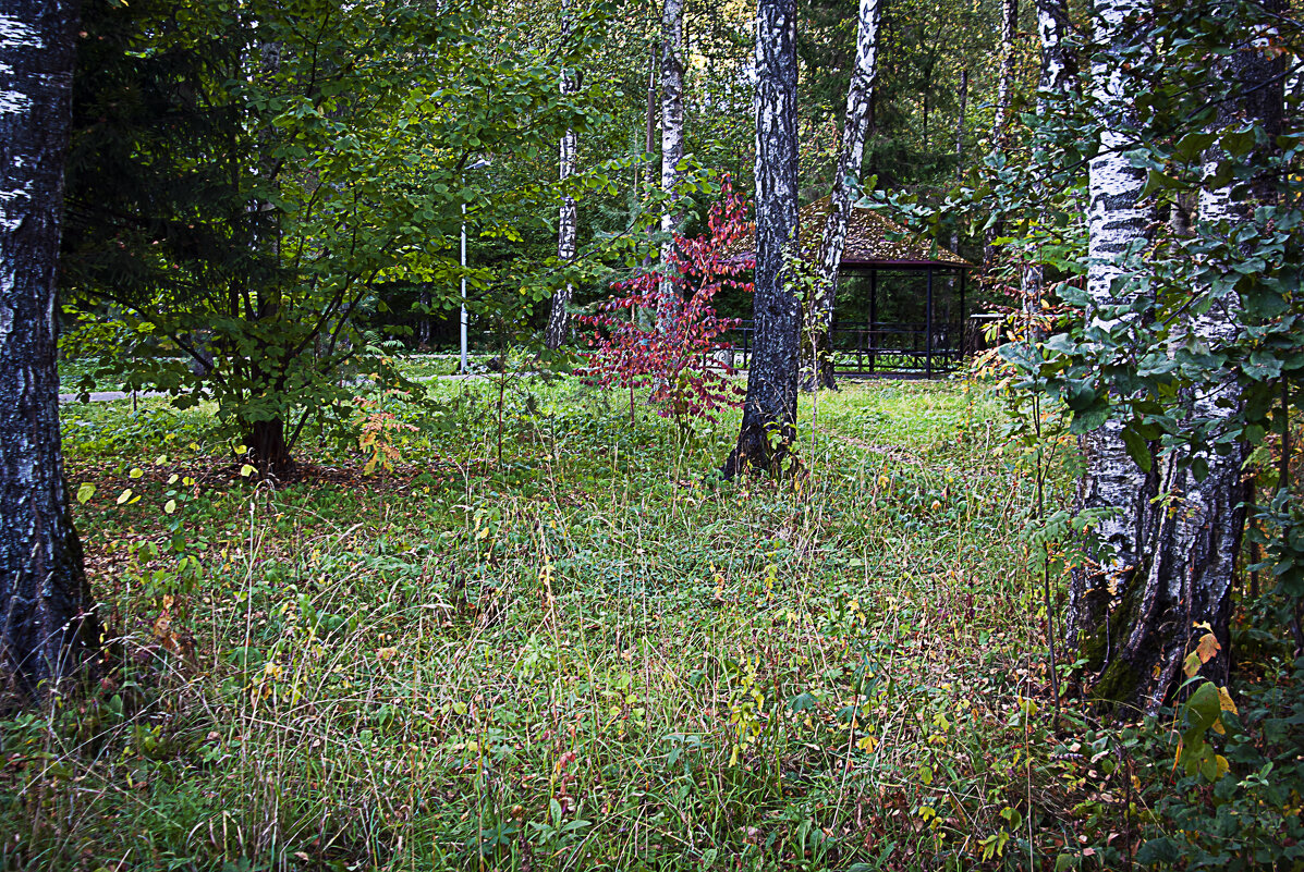 В лесопарке - Владимир Кроливец