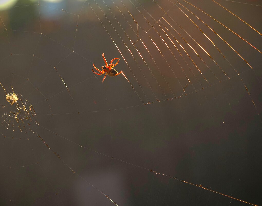 У каждого свои сети - Магомед .
