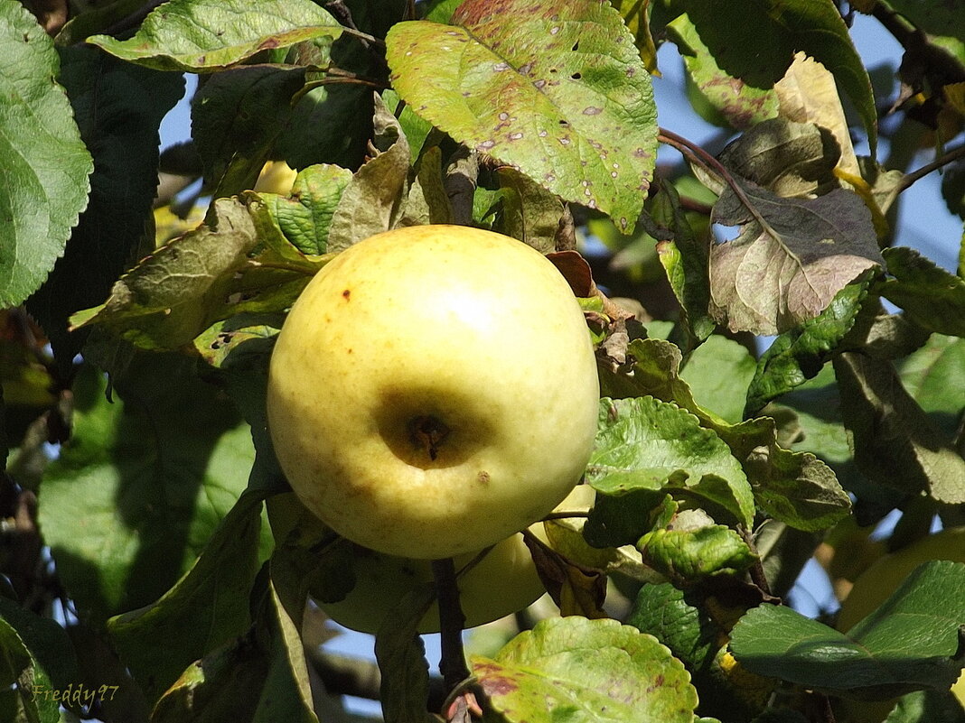 Яблочко - Freddy 97
