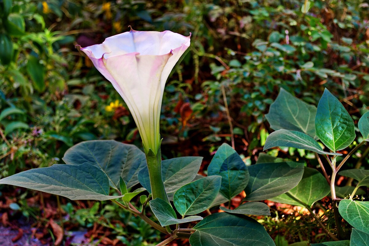 Дурман - Александр Лычагин