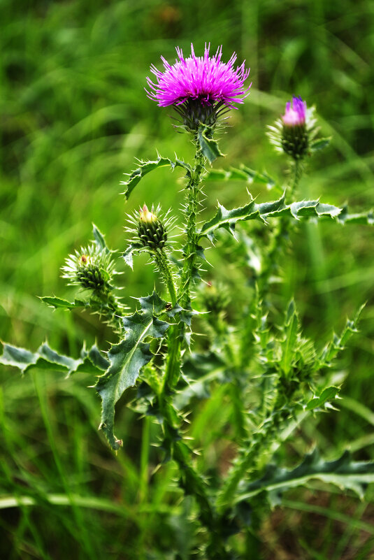 Чертополох - Александр Лычагин