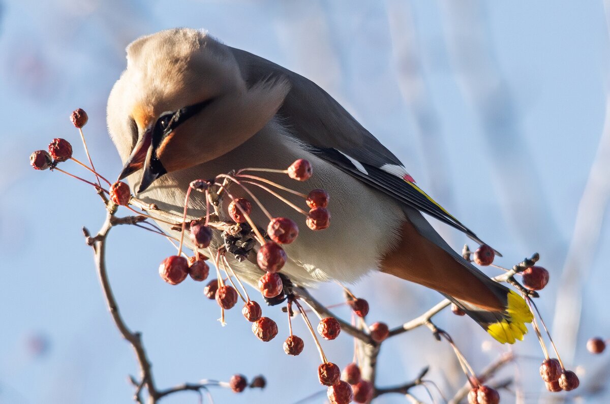 Свиристель - Виктор Иванович Чернюк Свиристель - Виктор Иванович Чернюк