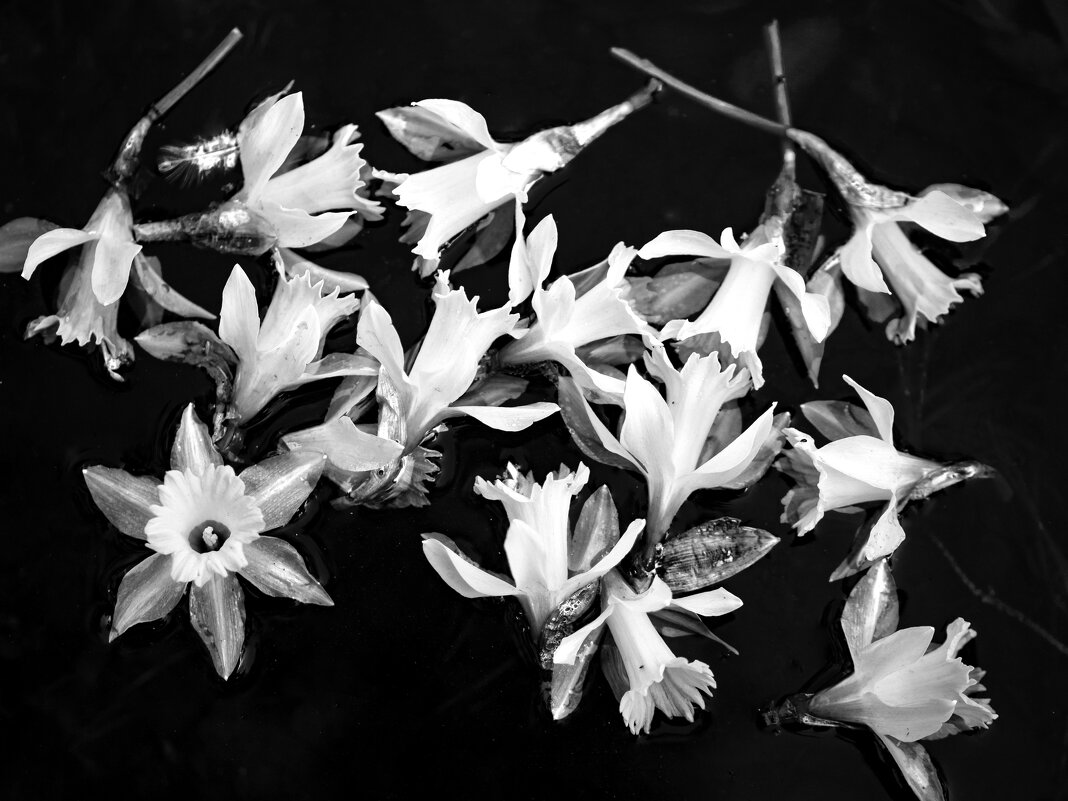 Нарциссы - Котовский 