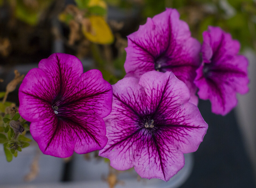 Петуньи. - volk777600 Волков