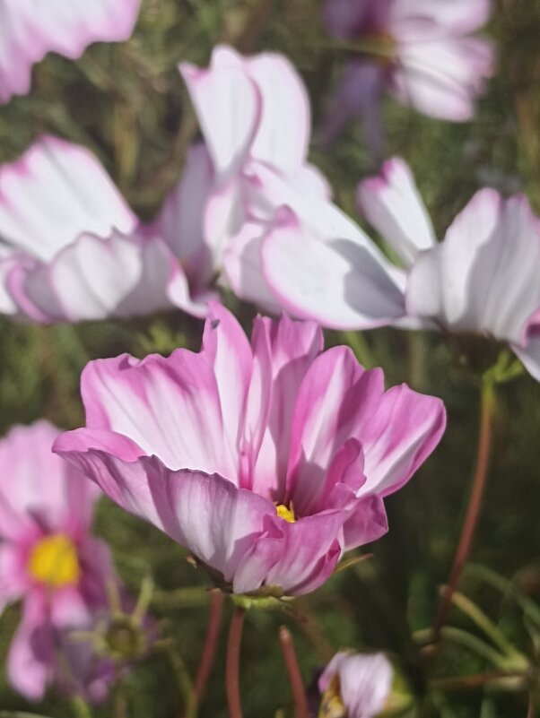 Прекрасные остатки лета. - Pippa 