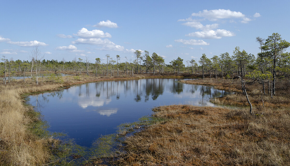 Майское болото - Регина 
