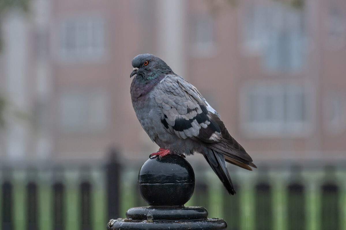 ****** - Вячеслав Овчинников