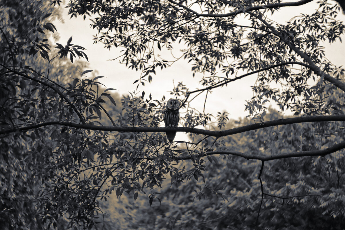 Ушастая сова - Leon Bergman