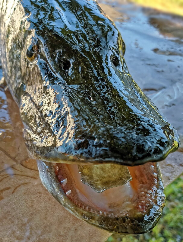 Миллионы лет эволюции - Валерий Судачок