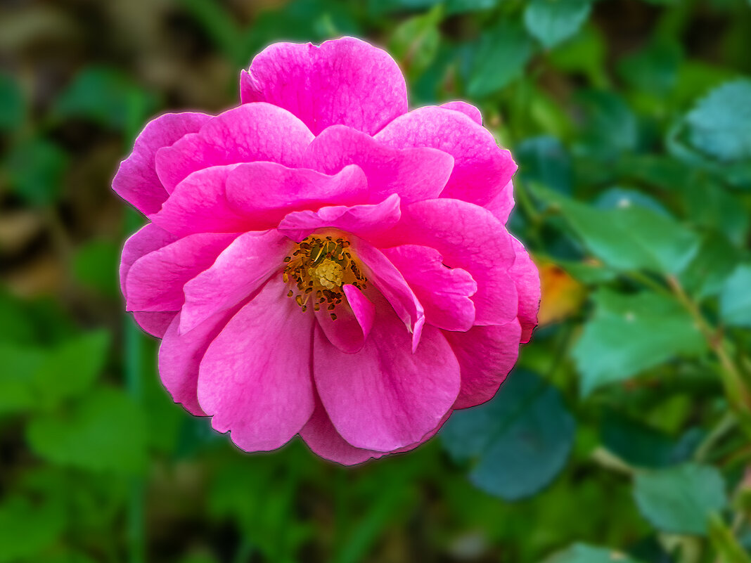 Розовая роза. - Aleksey Afonin