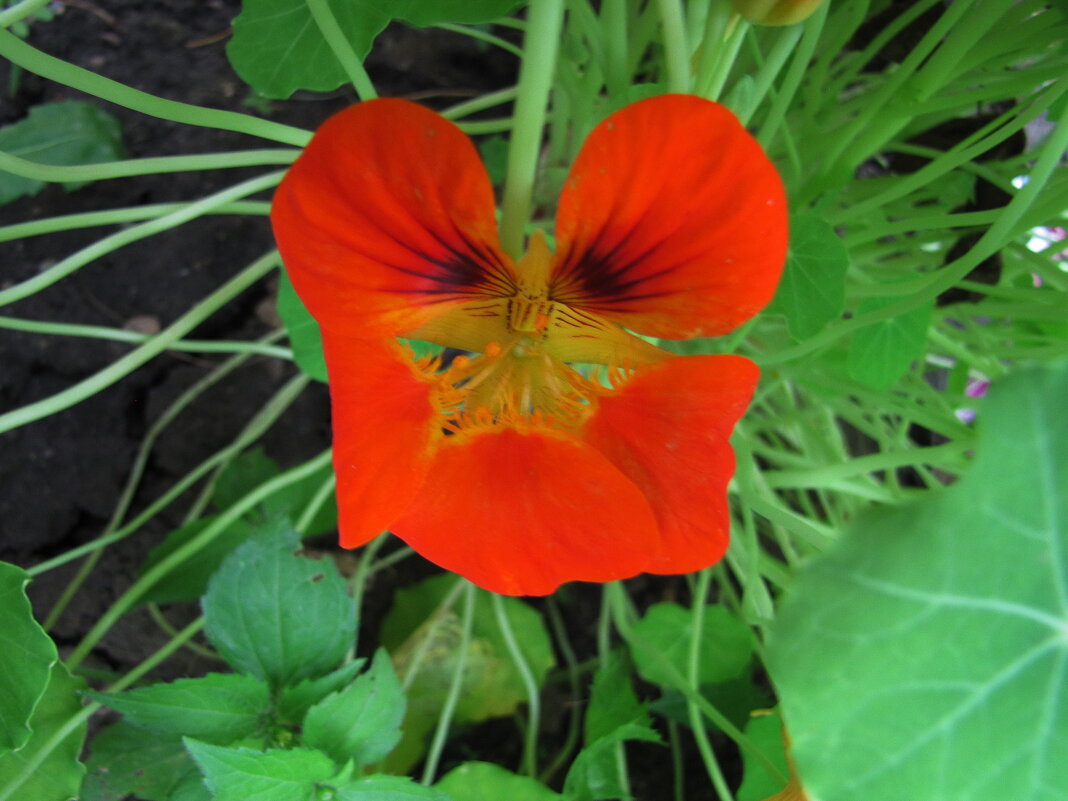 Красавица настурция - Людмила Смородинская Красавица настурция - Людмила Смородинская