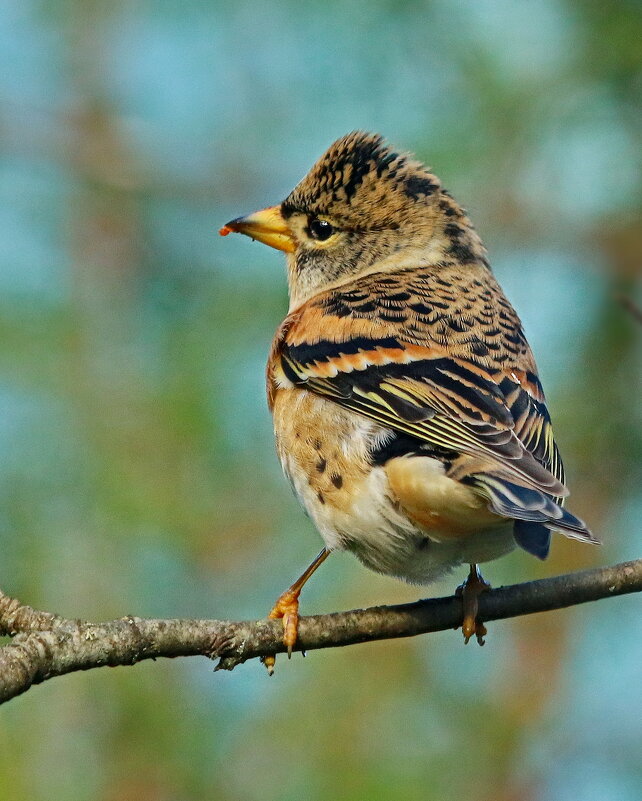 вьюрок - Andrey Bragin вьюрок - Andrey Bragin