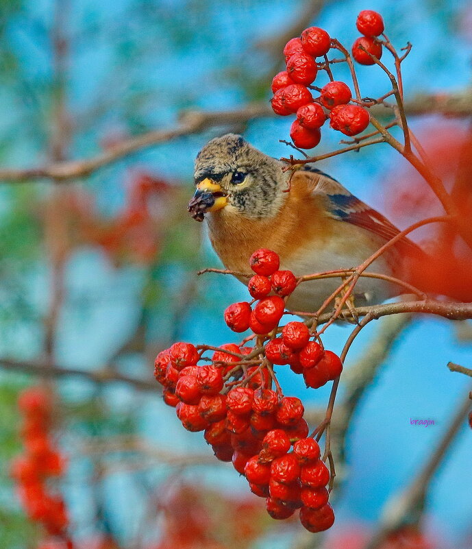 вьюрок в рябине - Andrey Bragin 