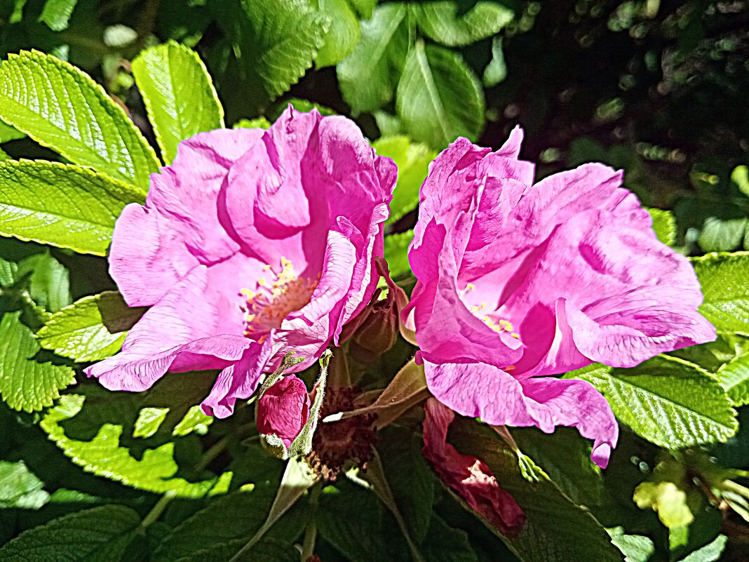 Цветы. - Владимир Драгунский Цветы. - Владимир Драгунский