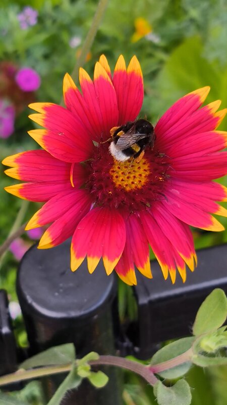 Мохнатый шмель. - Ольга 