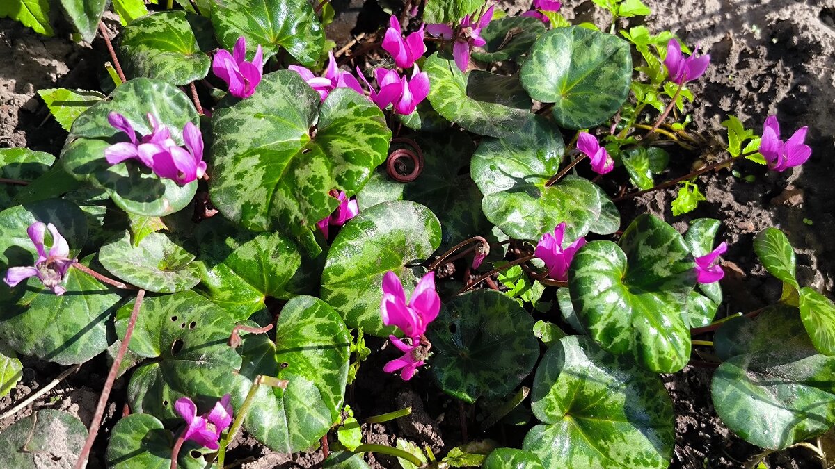 Цикламен. - Ольга 