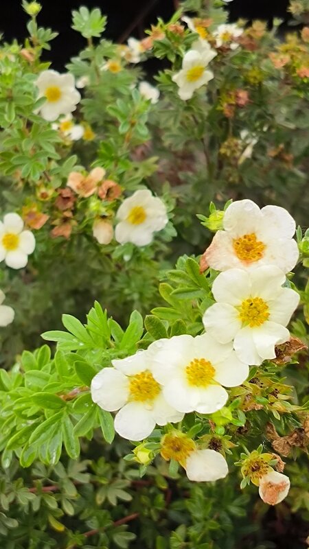 Лапчатка. - Ольга 