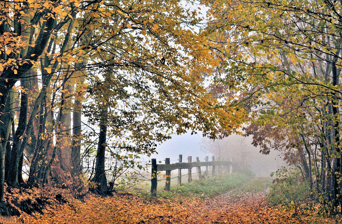 Осенний ноктюрн - Галина Шеина-Мюльдорфер