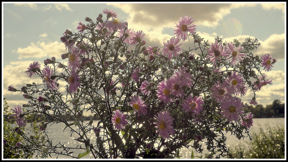 Осенний букет... - Aleksandr Gal