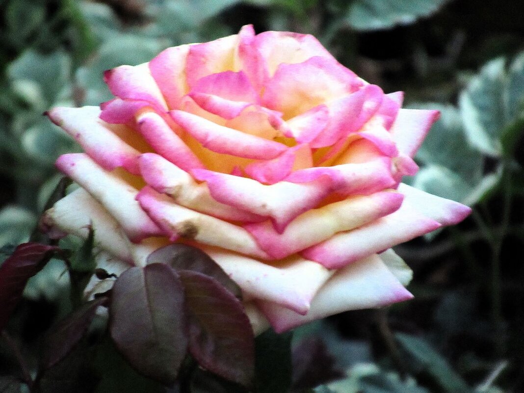 Розы... розы... - viach 