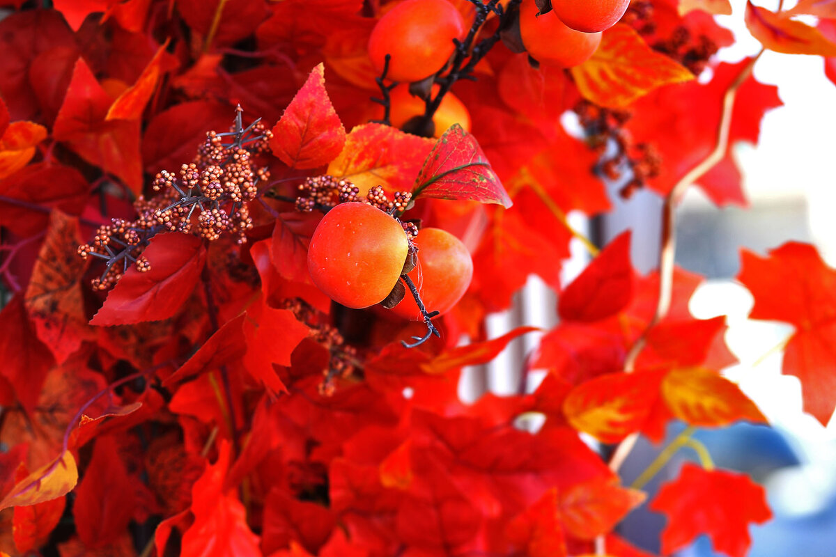 Красота! - Юрий Гайворонскiий Красота! - Юрий Гайворонскiий