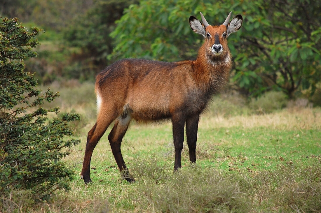 водяной козлик - Ирина С