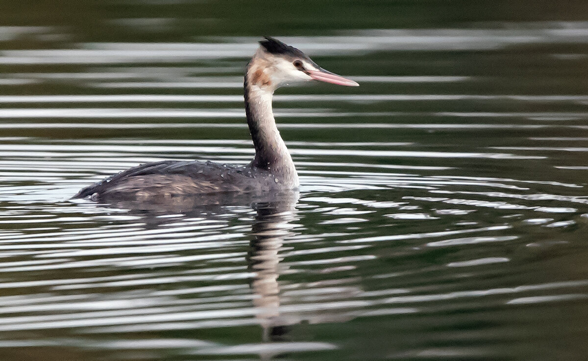 Чомга. - Владимир Безбородов Чомга. - Владимир Безбородов