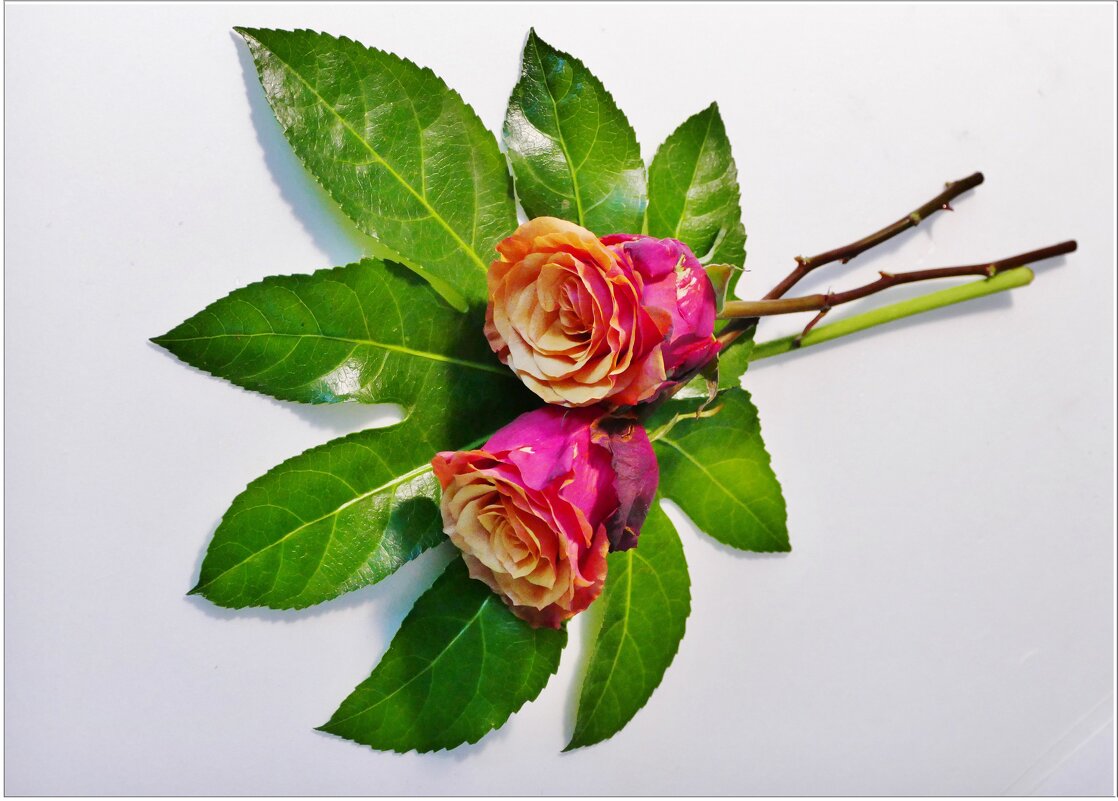 РОЗЫ... - Elvira E. 