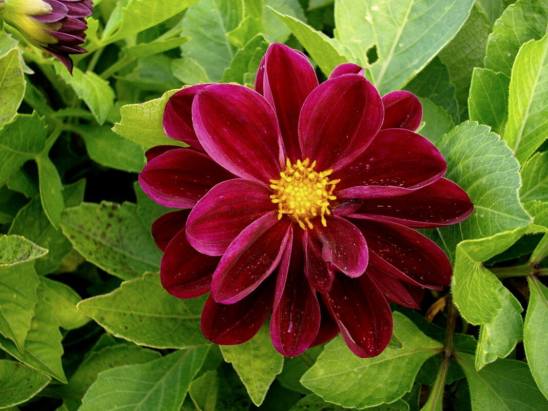 Царица осеннего сада. - Лия ☼