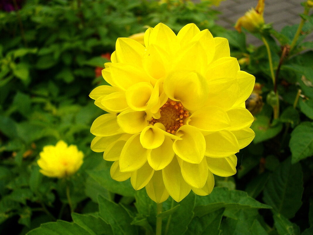 Подобна солнцу. - Лия ☼ Подобна солнцу. - Лия ☼