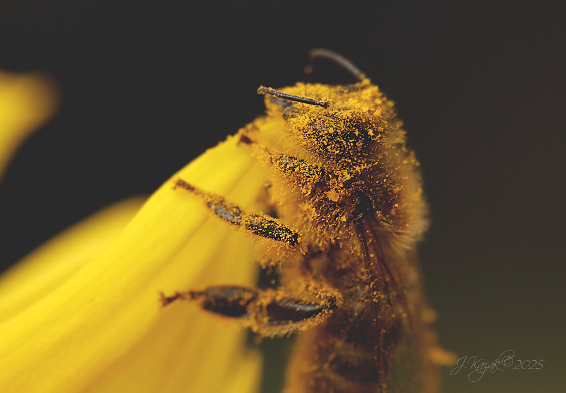 *** - Елена Kазак (selena1965)