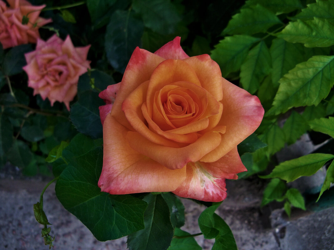 Оранжевая роза Флорибунда - Валентин Семчишин