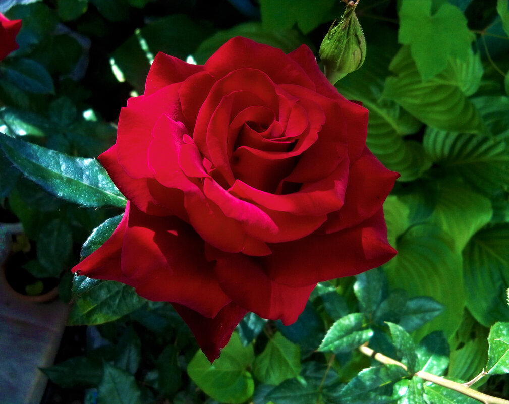 Алая  роза , Сантана - Валентин Семчишин