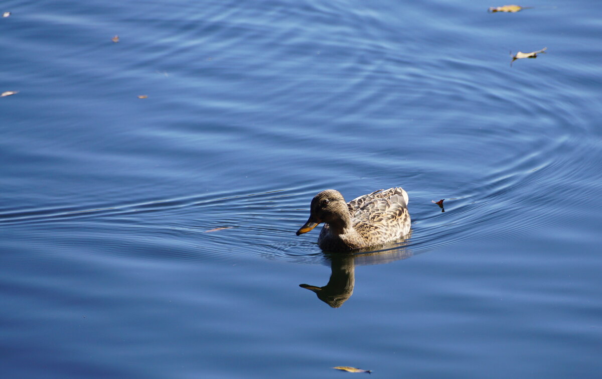 Заплыв в осень - Наталия Григорьева
