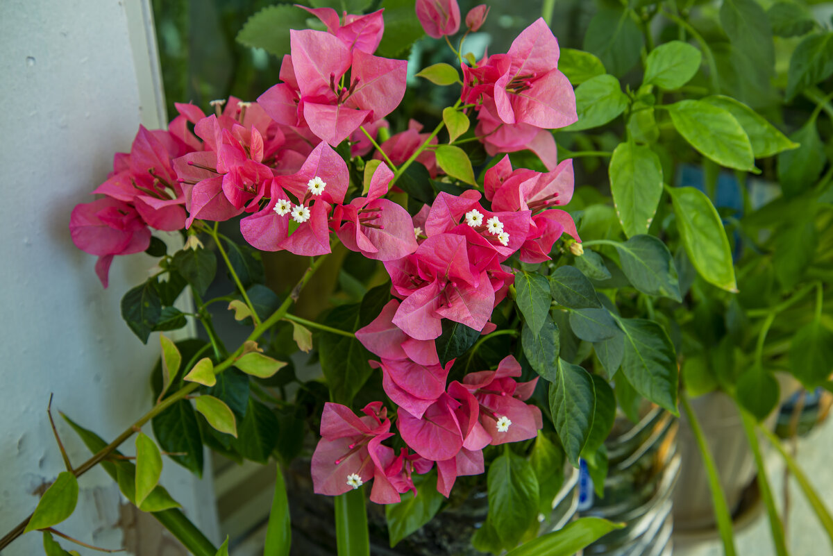 Бугенвилия - Анатолий Чикчирный