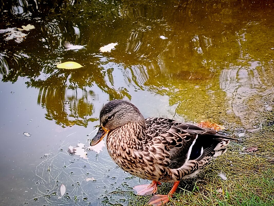 Уточка - пеструшка - Надежда 