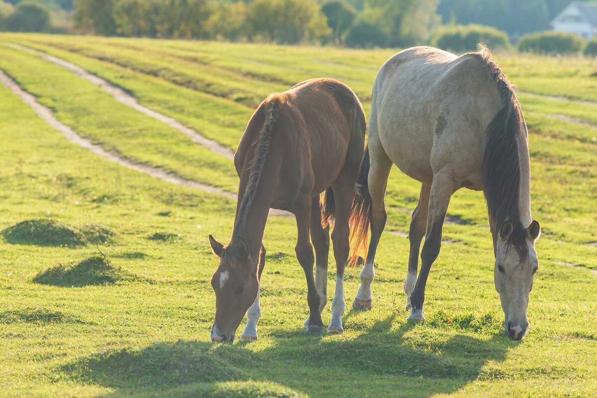 Осенний выгул. - Виктор Евстратов Осенний выгул. - Виктор Евстратов