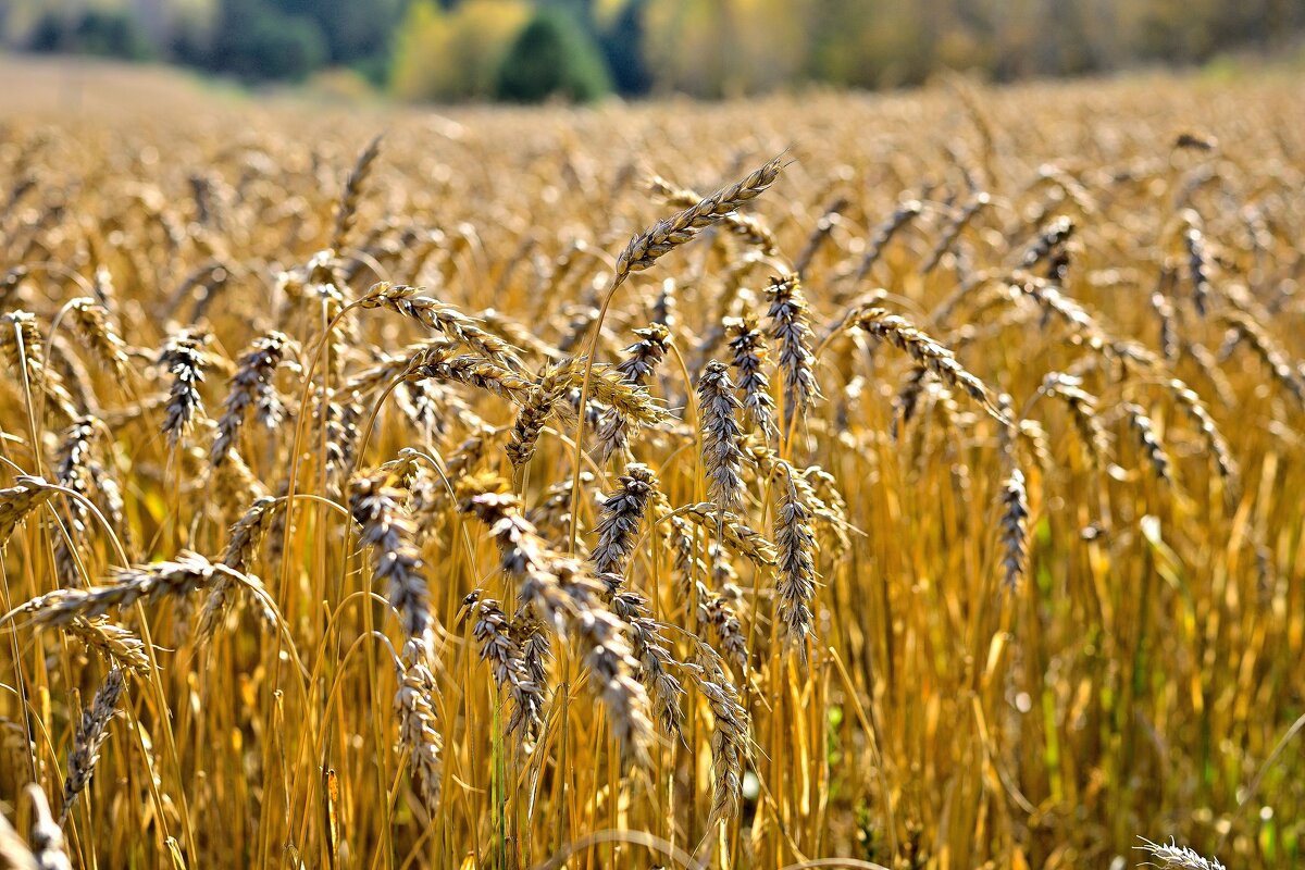 - - Владимир Мигонькин