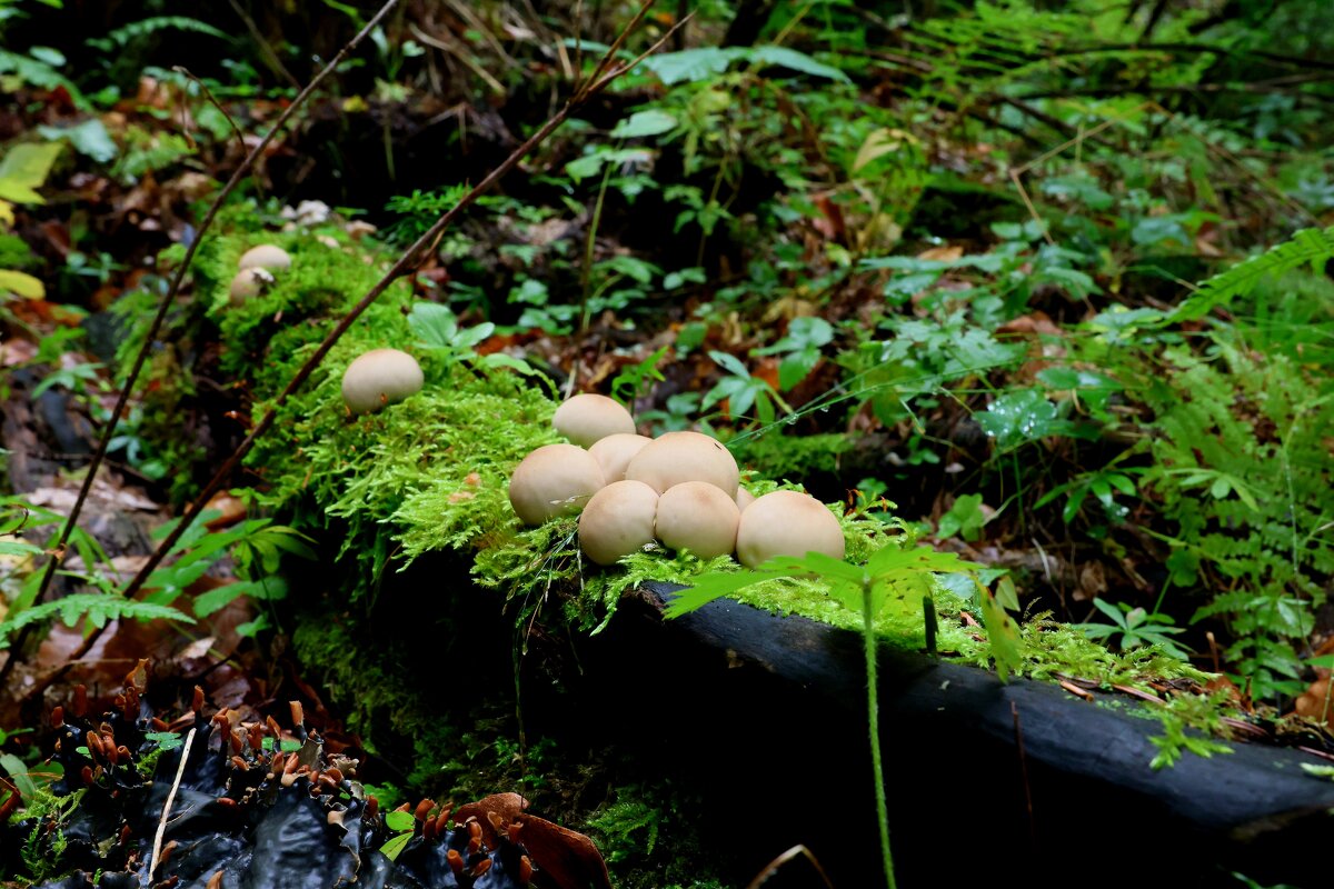 Семейка - Evgeny Mameev