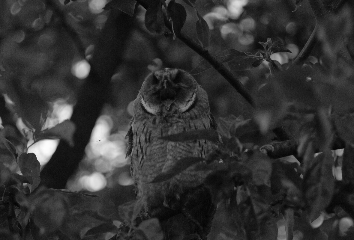 Сова зевает. - Leon Bergman