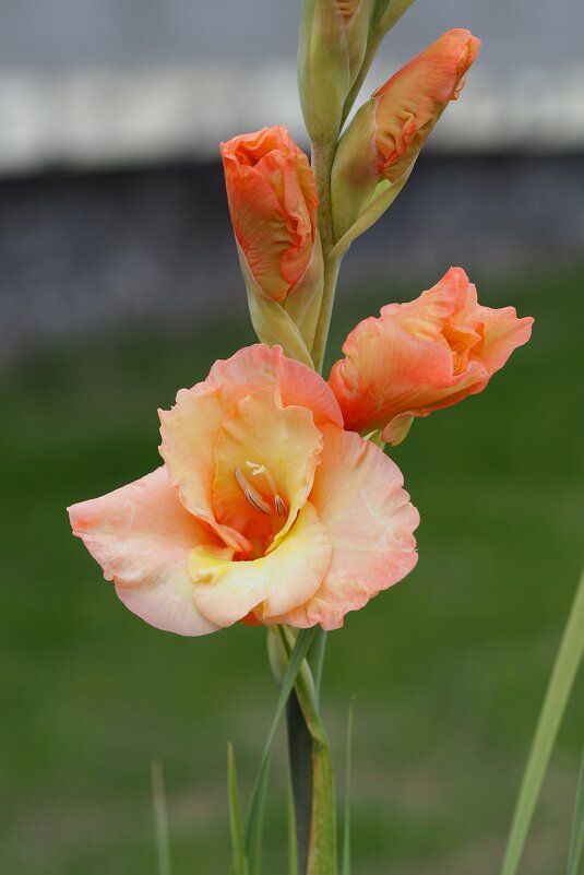 ............ - Анна Чехович