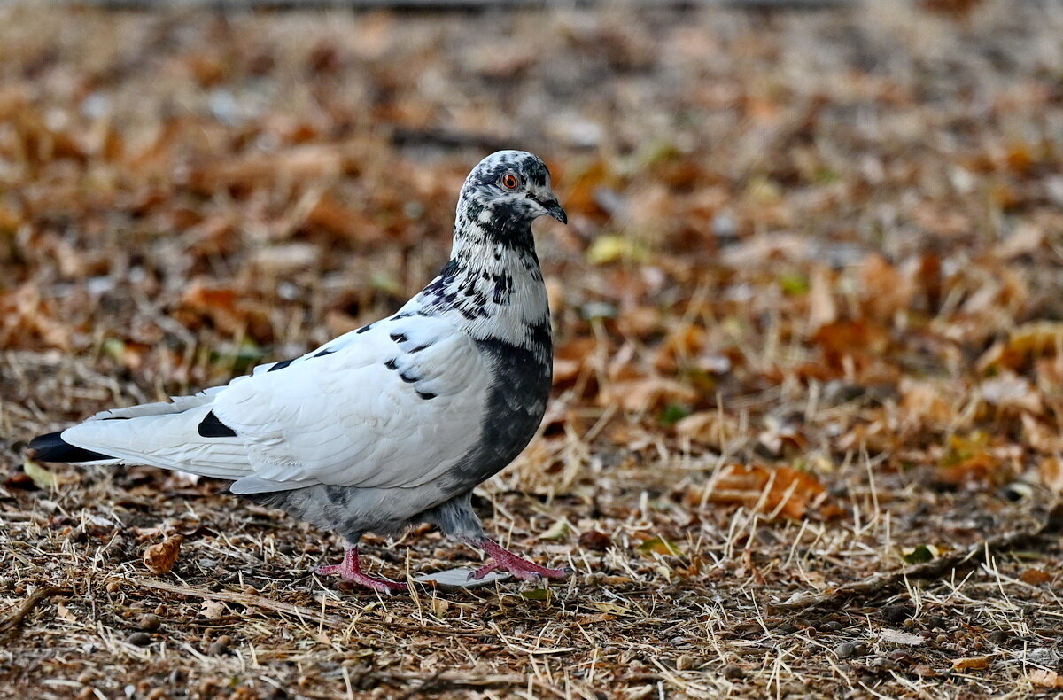 Крапчатый пятнистый голубь... - Николай Саржанов