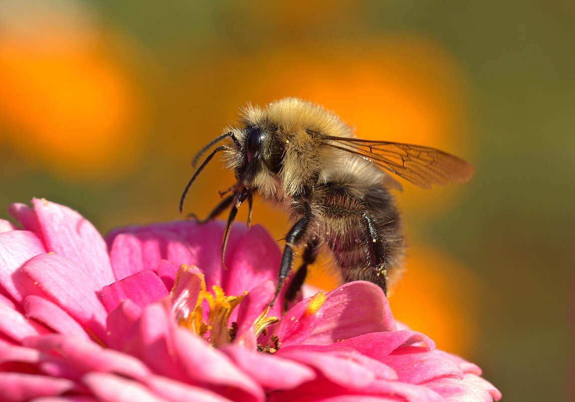 Мохнатый - Вячеслав Минаев